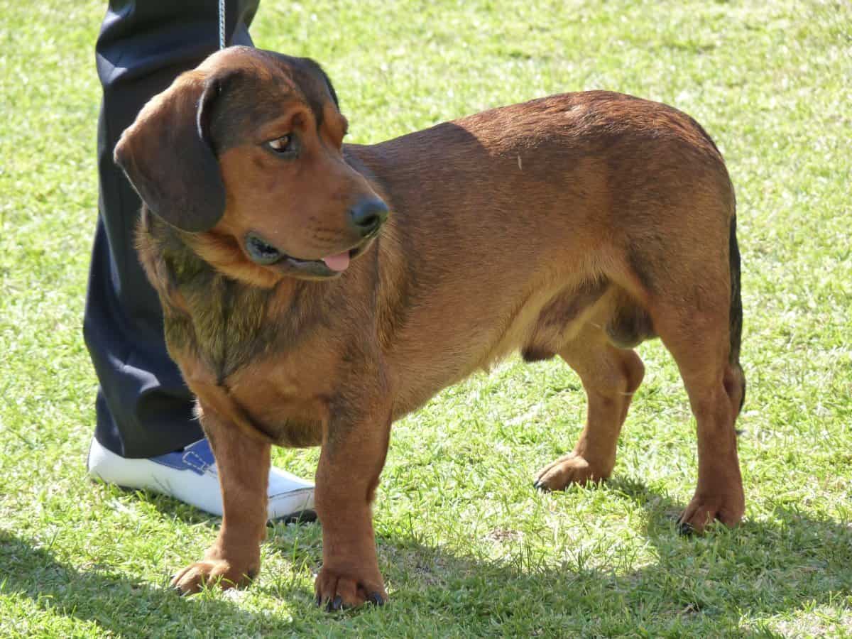 basset des alpes chiot