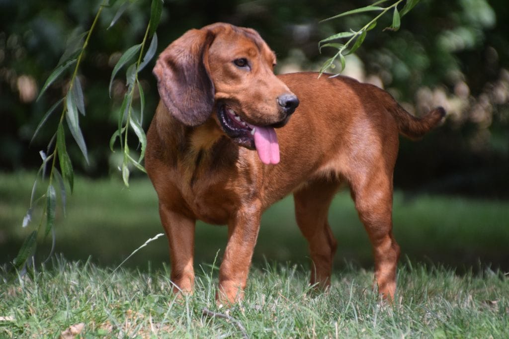 basset des alpes prix