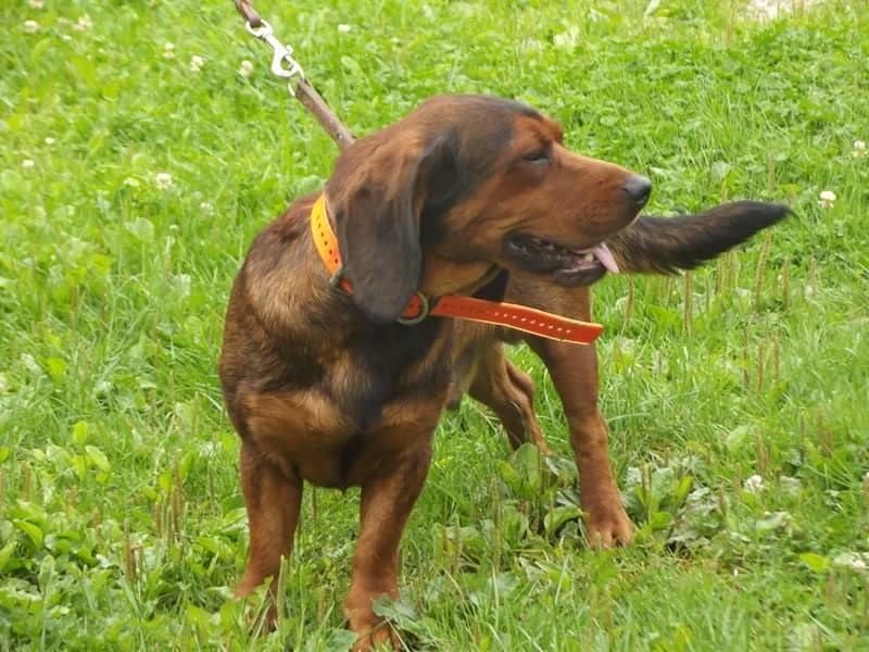 basset des alpes sanglier