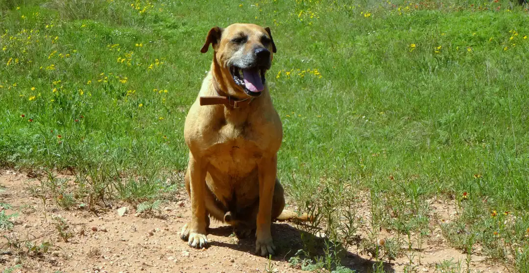 black mouth cur chien