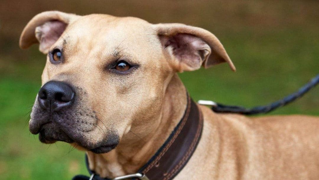 black mouth cur croisé malinois