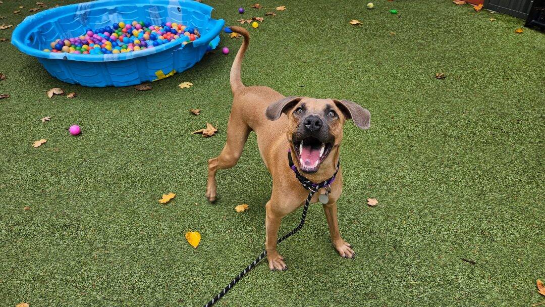 black mouth cur race