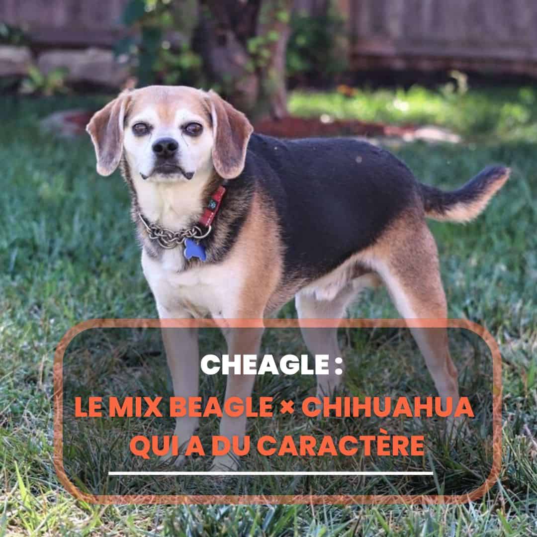 Cheagle : Le mix Beagle × Chihuahua qui a du caractère - Chien Conseils