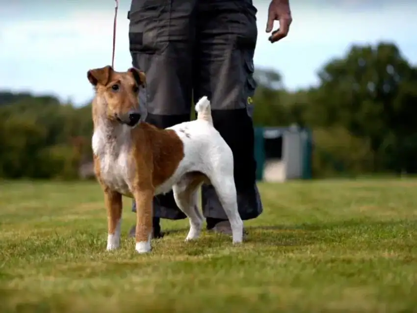 fox terrier a poil lisse
