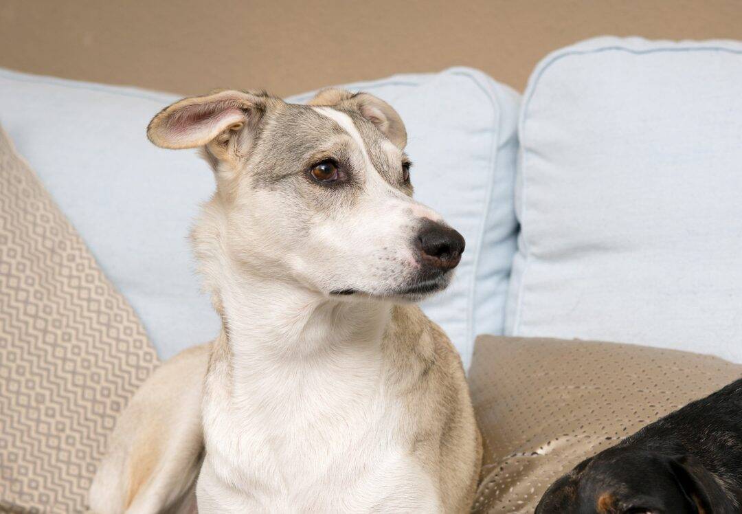 chien manger mûres