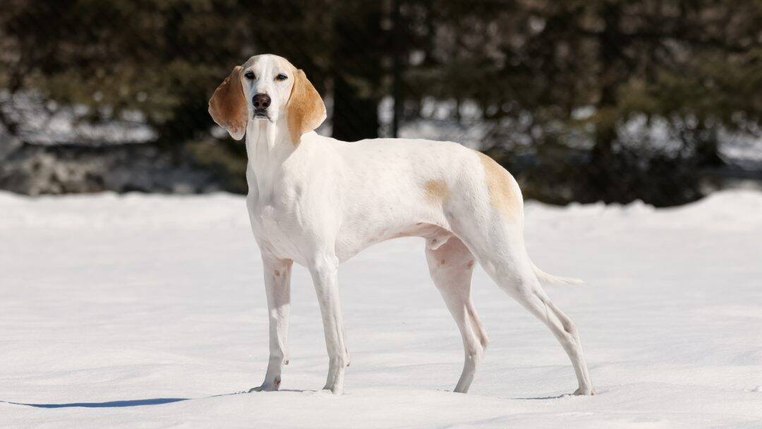 chien porcelaine