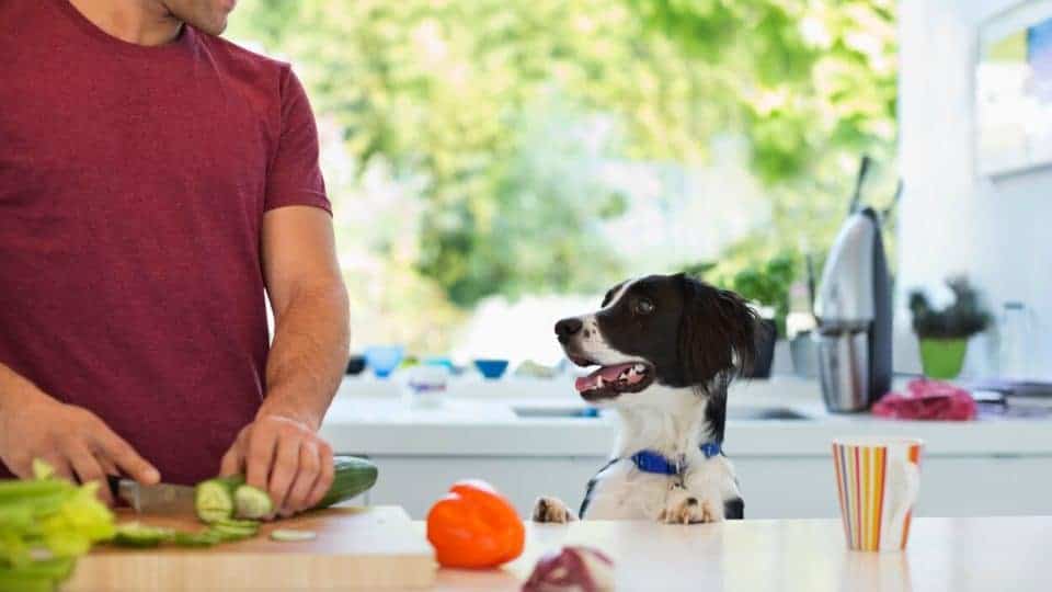 cornichon sel chien