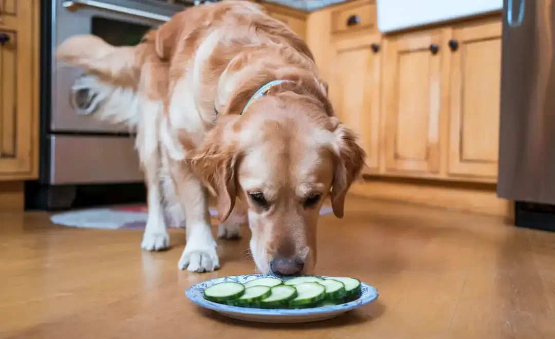 cornichon toxique chien