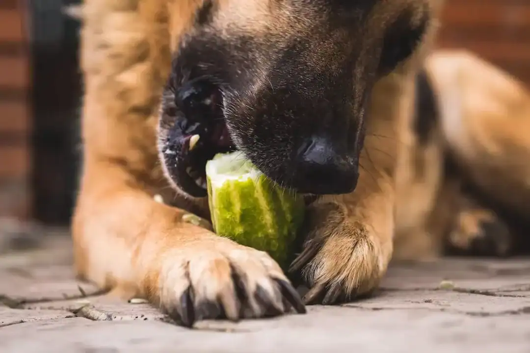 cornichons chien