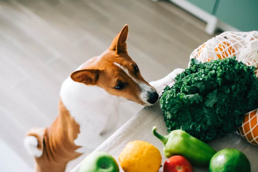 cornichons sont-ils dangereux pour les chiens