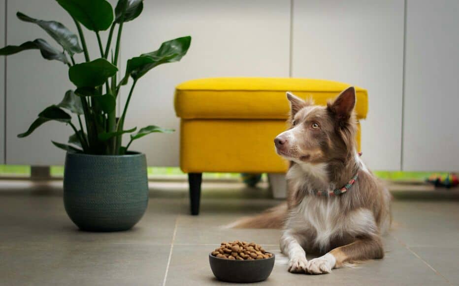 croquette ultima chien avis veterinaire