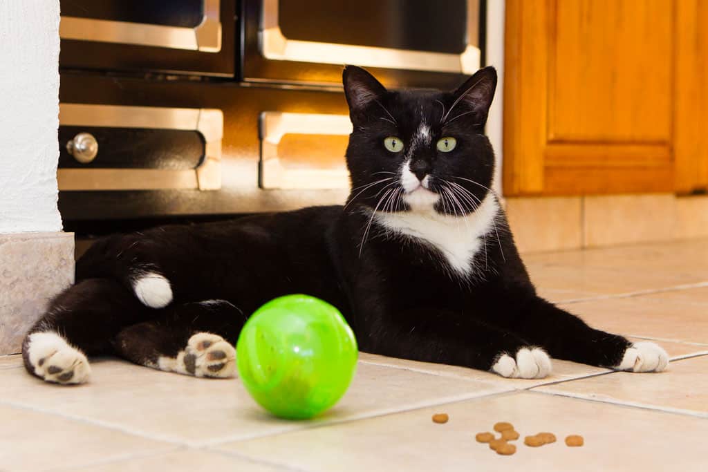 croquettes coshida saumon lidl avis