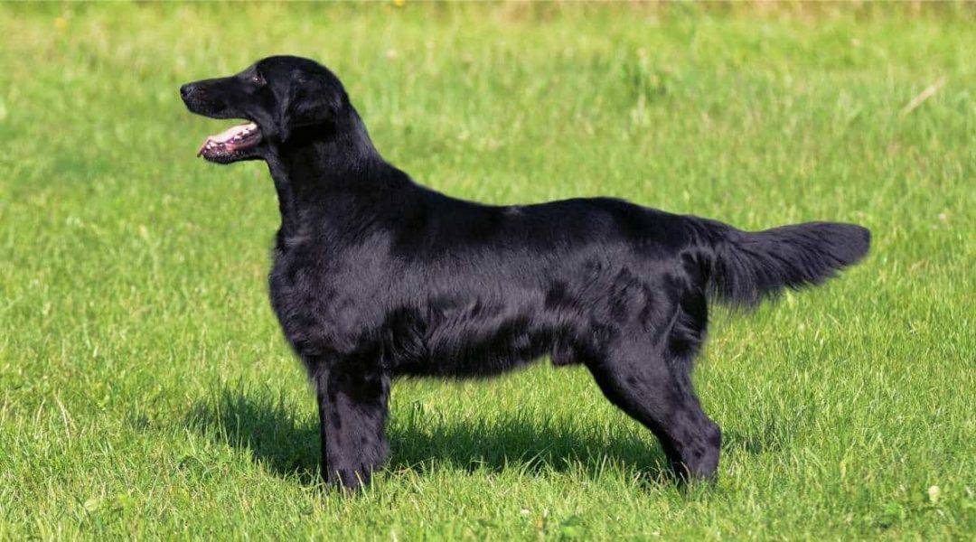  flat coated retriever caractère 