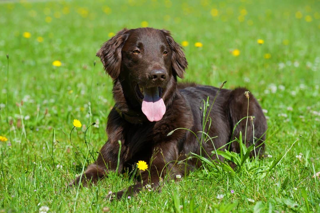 Flat Coated Retriever prix