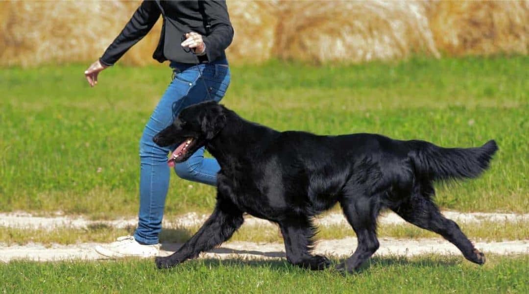 flattened coated retriever