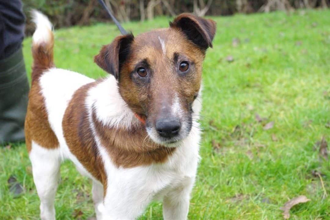 fox terrier a poil lisse chiot