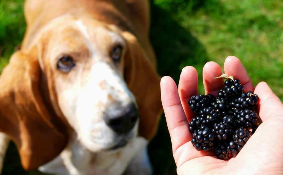 mure chien