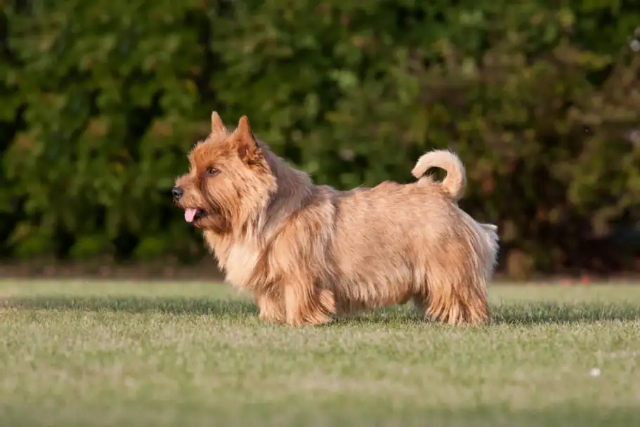 terrier de norwich