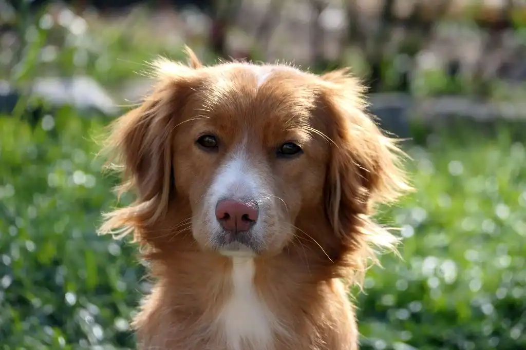 Le Retriever de la Nouvelle-Écosse peut-il vivre en appartement