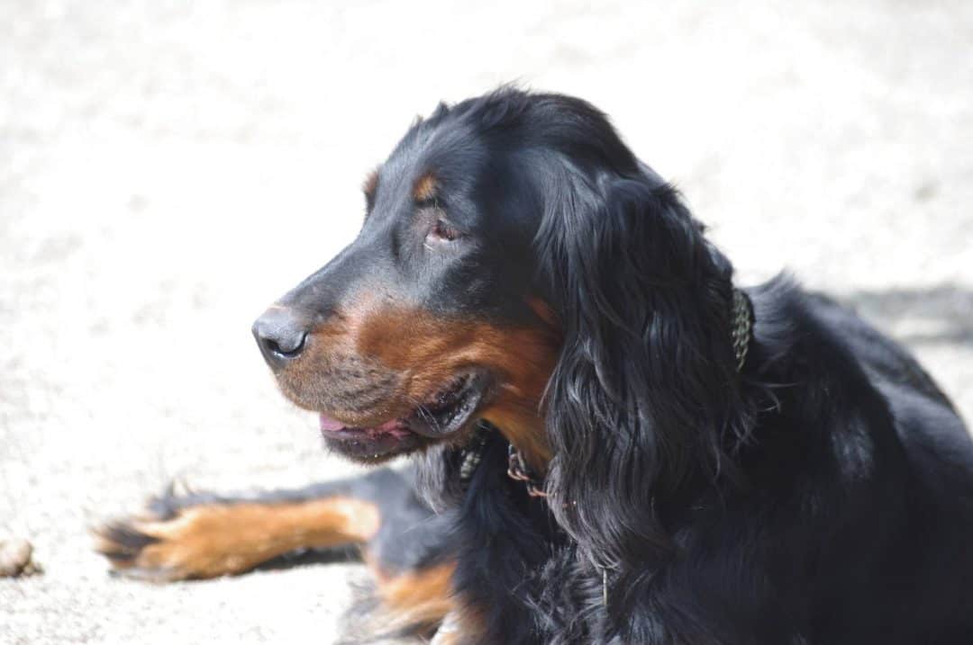 Quel est le caractère d'un Setter Gordon