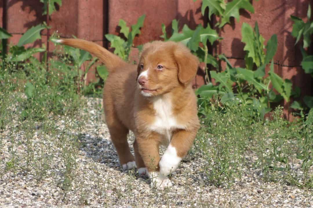 Quel est le prix d'un Retriever de la Nouvelle-Écosse