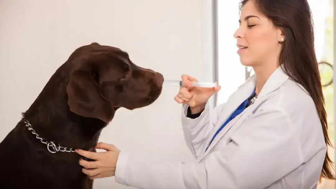 apoquel équivalent humain