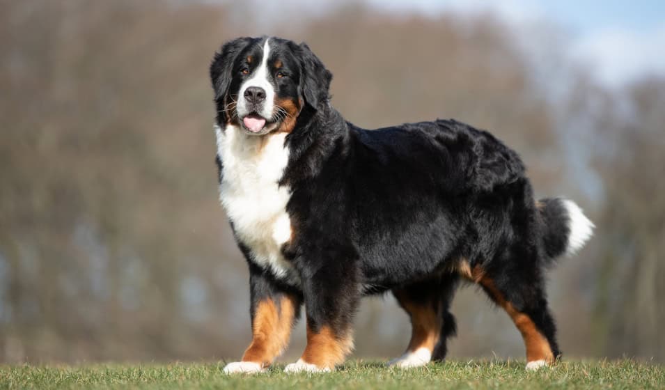 Bernese outside having fun