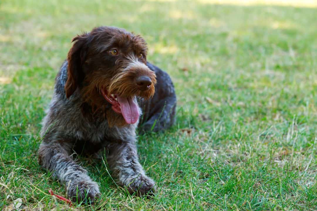 chien griffon korthal noir