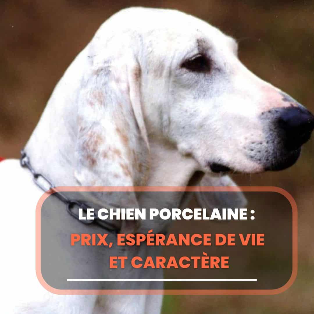 chien porcelaine