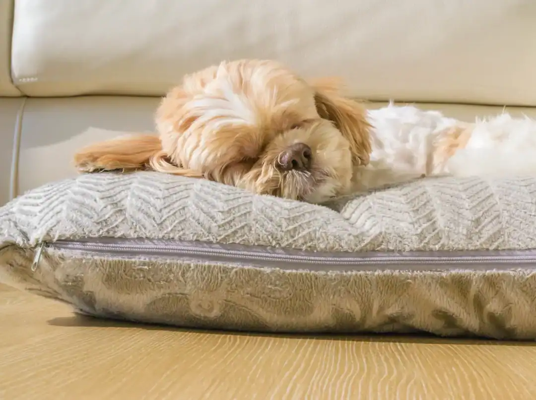 chienne 1 an pas de chaleur