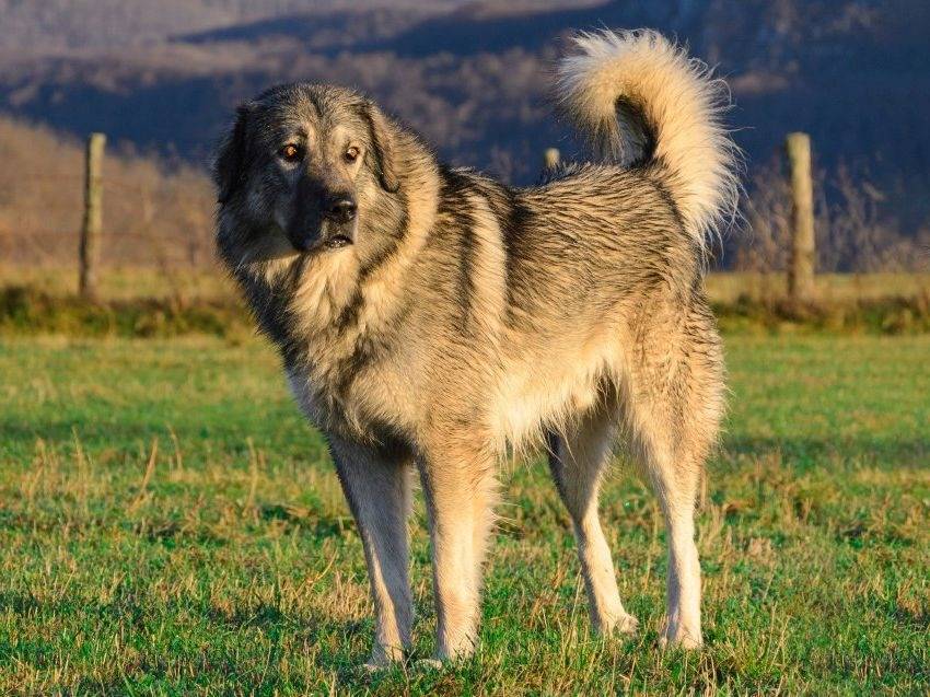 comment adopter un chien qui vient de roumanie