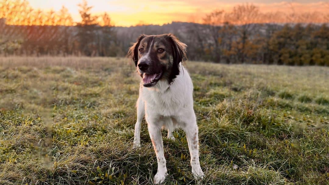 est-il sûr d'adopter un chien en provenance de roumanie