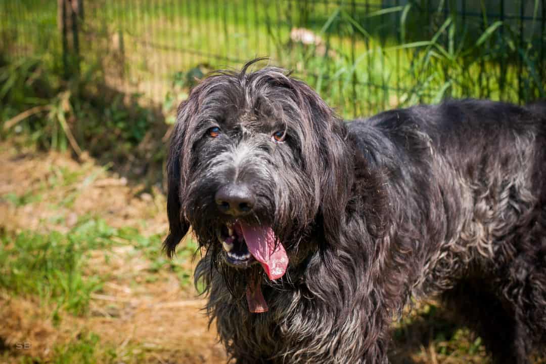 griffon noir chien