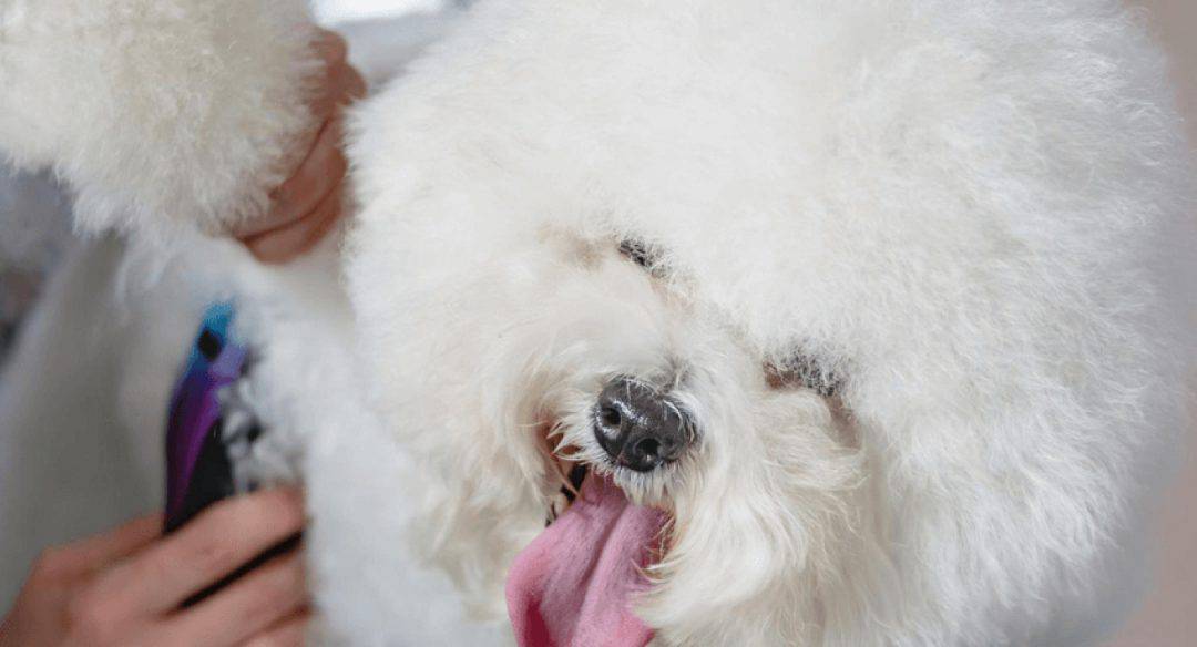 ma chienne n'a pas eu ses chaleurs depuis 1 an