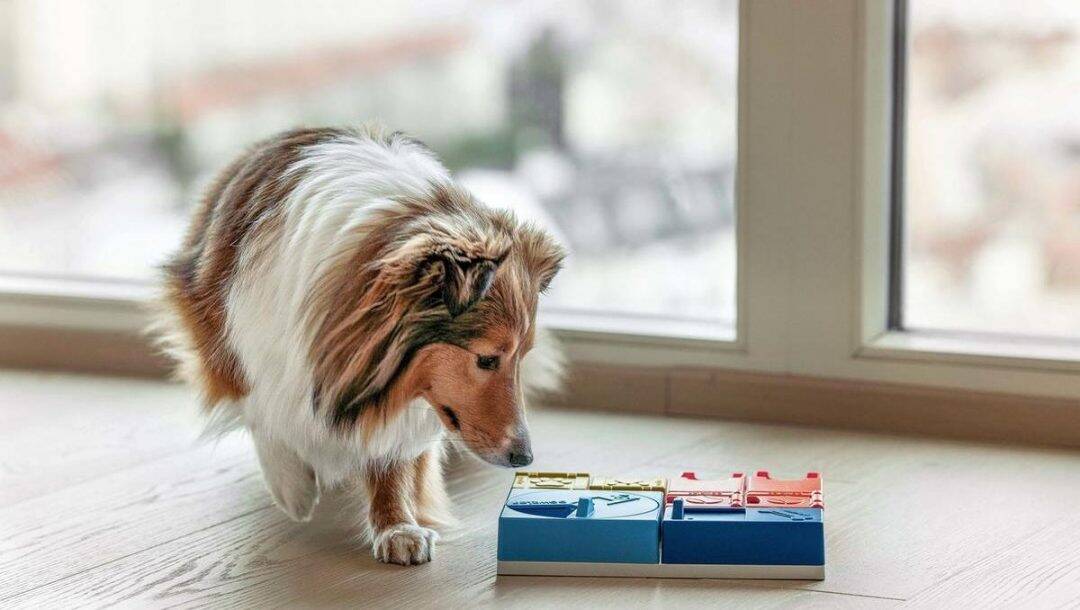 pawzler avis