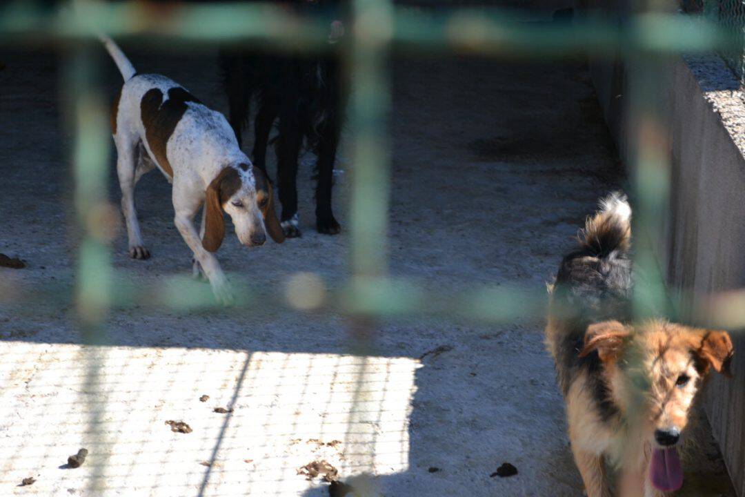 refuge animaux lavilledieu