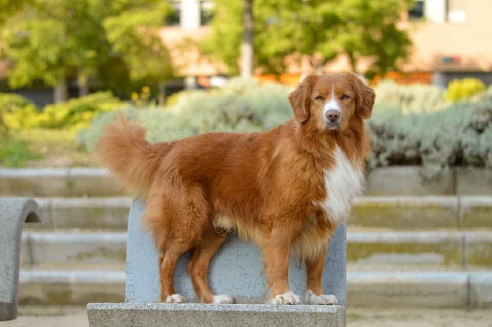 retriever de la nouvelle-écosse