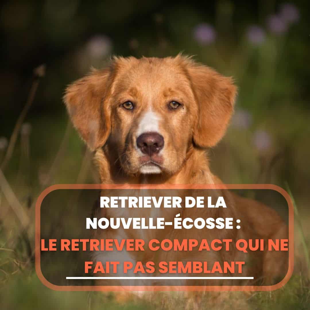 retriver de la nouvelle écosse