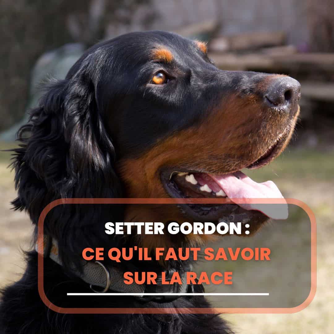 setter gordon