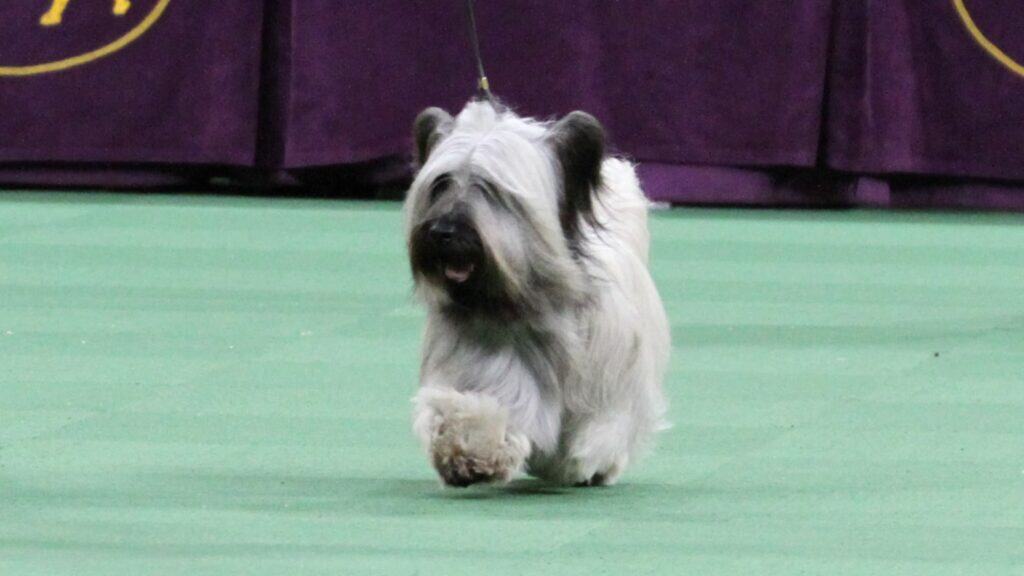 skye terrier élevage