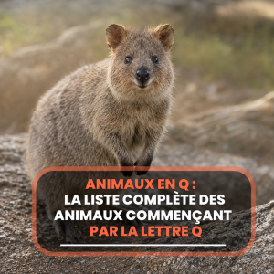 animaux en q