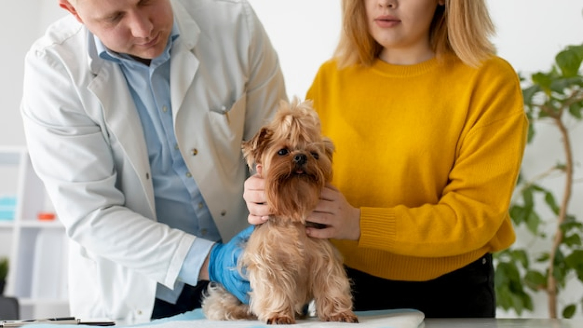 Assurance animaux : trois raisons de sauter le pas pour votre chien