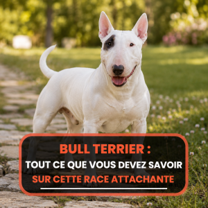 bull terrier