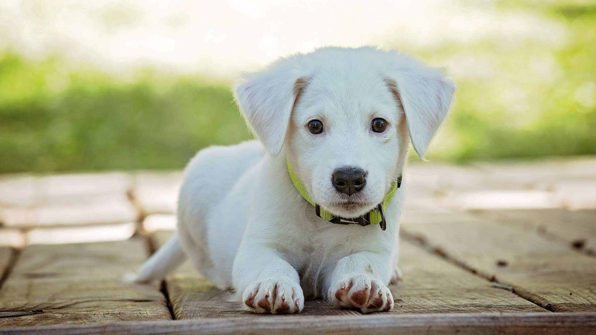 Comment préserver la santé de son chien ?