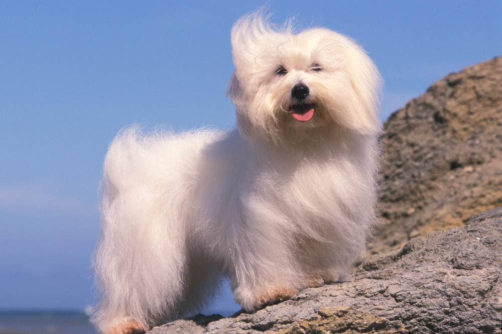 coton de tuléar