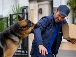 assurance chien