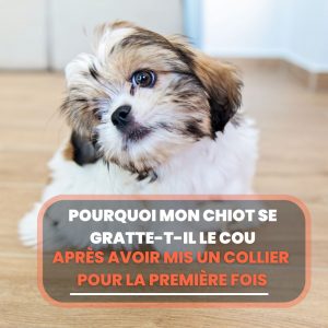 chiot se gratte