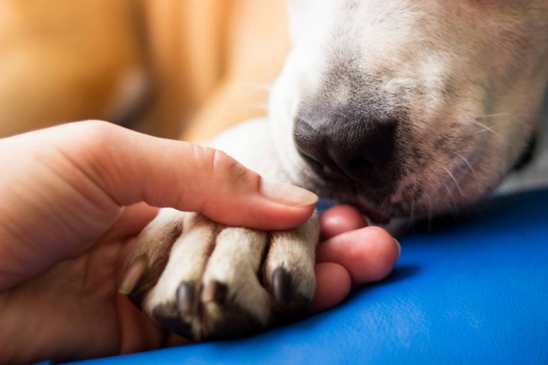 Formation ACACED pour les métiers animaliers