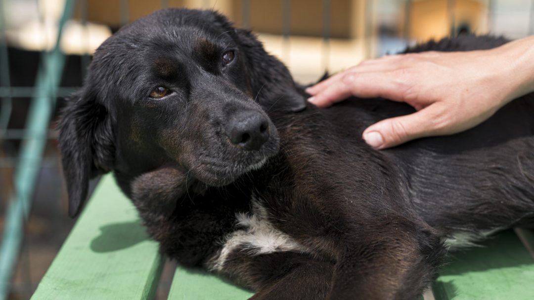 Échinococcose alvéolaire : pourquoi le Grand Est est une zone à risque pour votre chien ?