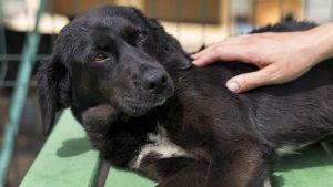 Échinococcose alvéolaire : pourquoi le Grand Est est une zone à risque pour votre chien ?